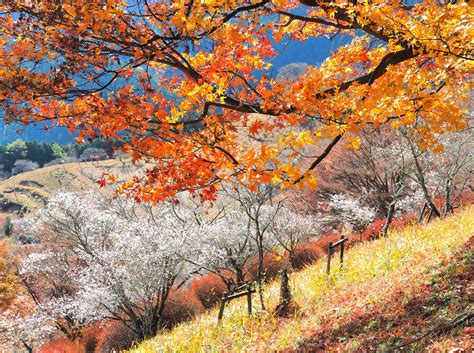 藤岡市が誇る花の名所「ふじの咲く丘」と「桜山公園」 特集一覧 心にググっと観光ぐんま