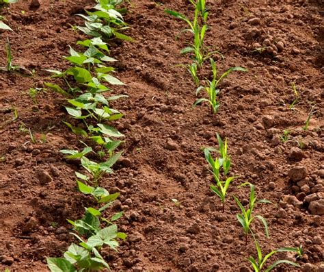 Green bean companion plants