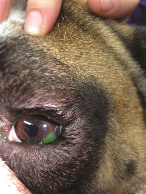 Managing Canine Corneal Ulcers Todays Veterinary Nurse