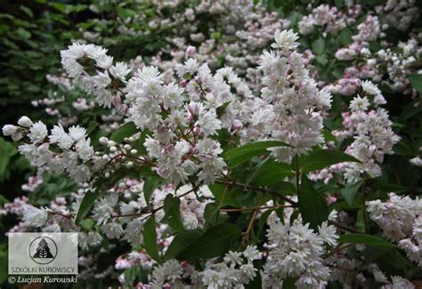 Deutzia crenata 'Pride of Rochester' - Żylistek karbowanay 'Pride of ...