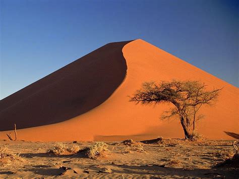 Sand Dunes And Acacia Tree Namib Desert Namibia Hd Wallpaper Pxfuel