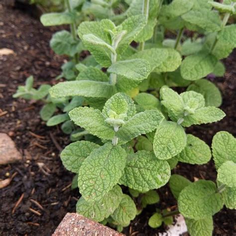 Grüne Minze Mentha Spicata