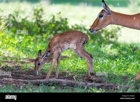 Sehr Kleine Antilope Stockfotos und -bilder Kaufen - Alamy