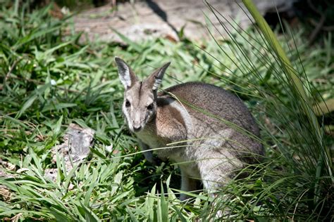 Bringing back the endangered bridled nail-tailed wallaby at Taunton ...