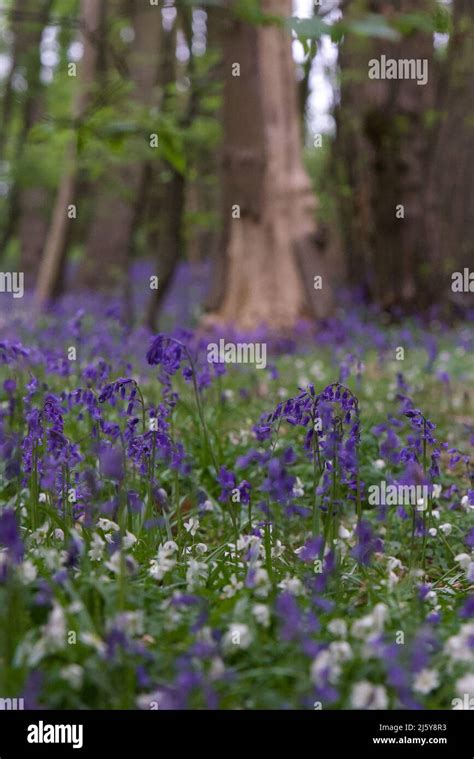 Bluebell Woods And Surrounding Areas At Gusted Hall Wood In Hockley