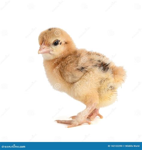 Un Petit Poussin De Silkie Petit D Isolement Sur Un Fond Blanc Jours