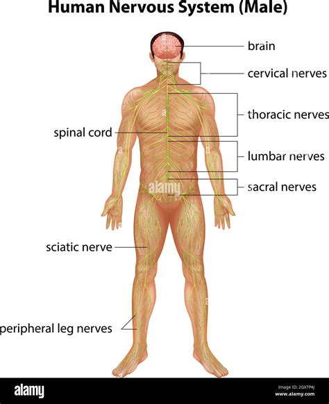 Human Nervous System Stock Vector Image Art Alamy