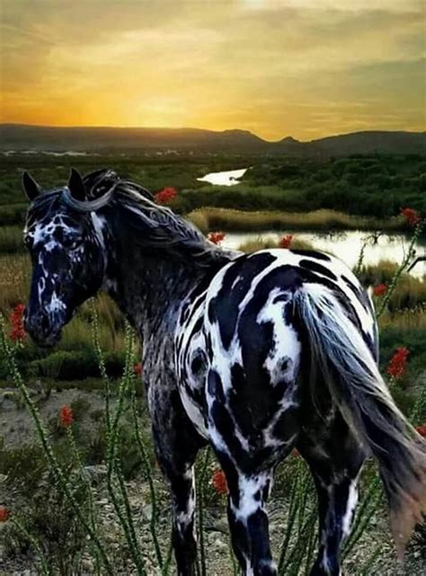Beauty Most Beautiful Horses Cute Horses Pretty Horses
