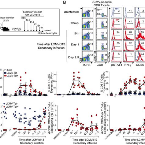 Stat And Il Dependency Of The Immune Lcmv Specific Cd T Cell