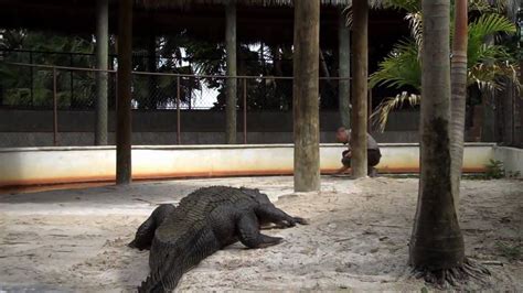 Alligator Taming at Everglades Safari Park - YouTube