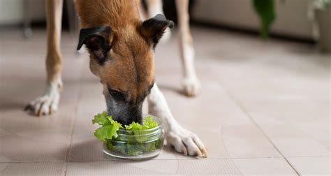 Cachorro pode comer alface ou faz mal VetSaúde