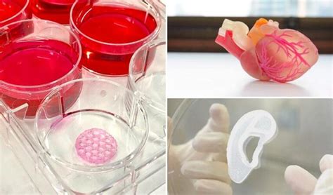 D Printed Organs The Top Viable Projects Dnatives