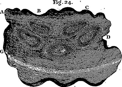 Leeuwenhoek Discoveries