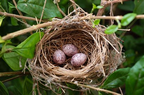 How To Take Bird Nest At Carrie Jordan Blog