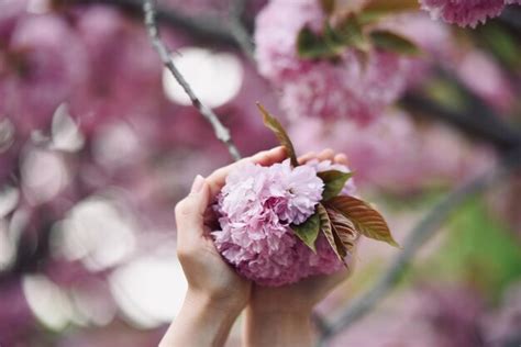 Premium Photo Cropped Hand Holding Purple Cherry Blossoms