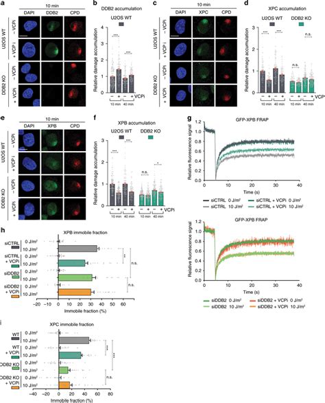 Vcp Mediated Ddb2 Extraction Facilitates The Stable Binding Of Xpc And