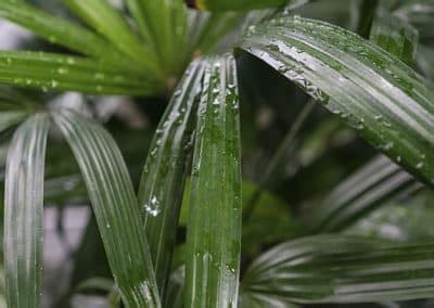 Las Mejores Plantas Para Tener En La Cocina Canalhogar