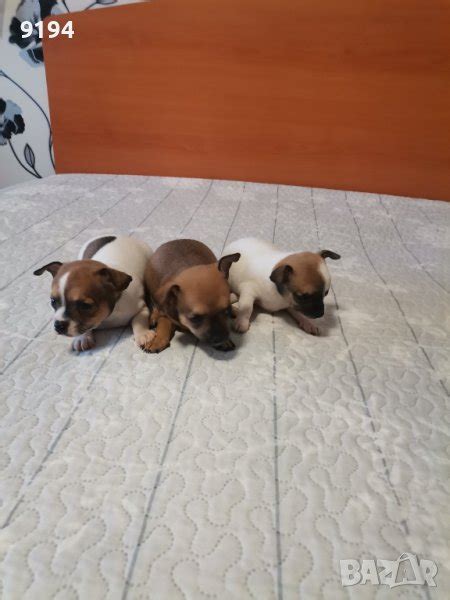 чихо пинчер в Пинчер в гр. Попово - ID43723001 — Bazar.bg