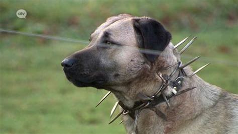 Sheep farmer fits dogs with spiked collars to protect against wolf