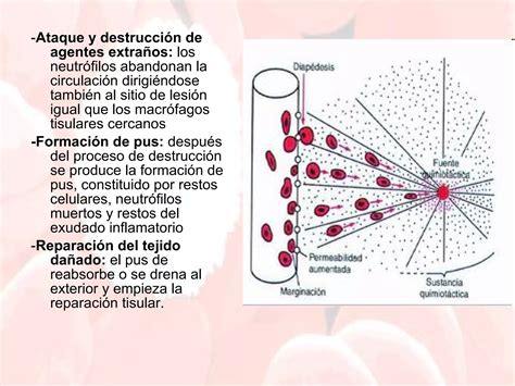 1 fisiología de la serie blanca PPT