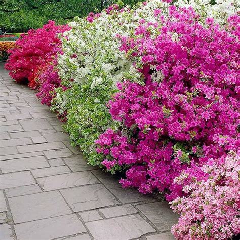 Amazon Chuxay Garden Azalea Rhododendron Flowering Shrub Seeds