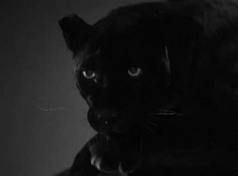 panther gifs | WiffleGif