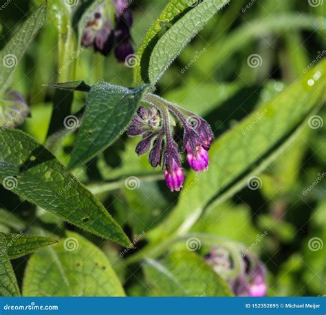 Wild Common Comfrey Or True Comfrey Symphytum Officinale Flower