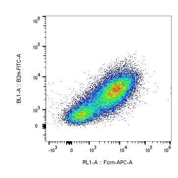 Human FCRN Alexa Fluor 647 Conjugated Antibody IC8639R 100UG R D Systems