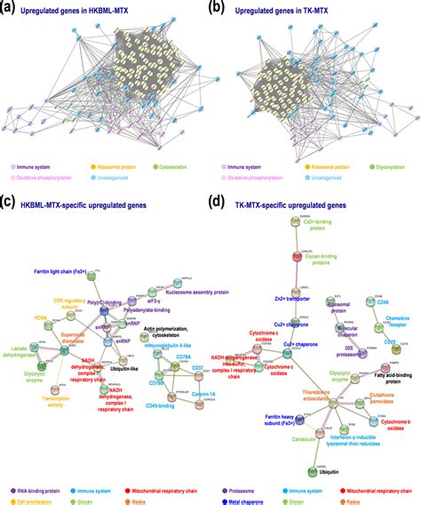 Protein Protein Interaction PPI Networks In MTX Resistant PCNSL