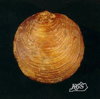 Pelecypoda (clams), Fossils, Kentucky Geological Survey, University of ...