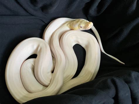 Super Motley Platinum Purple Albino Goldenchild 66 Het Anery