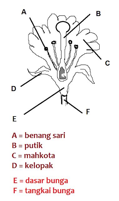 Materi Dan Struktur Tumbuhan Organ Tambahan Pada Tumbuhan