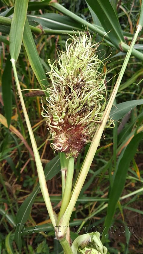 Diseases of pearl millet