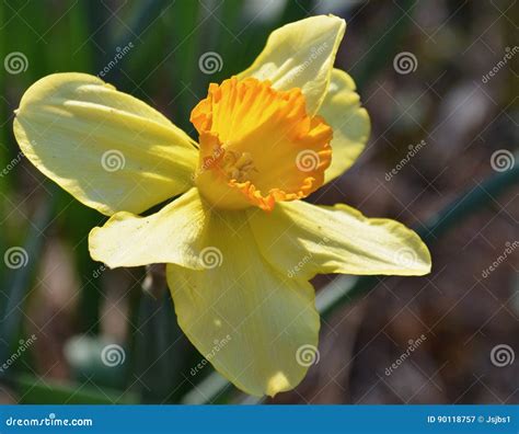 Daffodil Stock Image Image Of Floral Spring Fresh 90118757