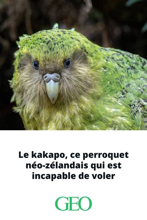 Si L On Vous Parle D Oiseau Vous Imaginez Facilement Un Gracieux