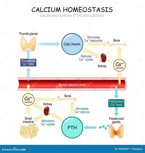 Metabolism Of Vitamin D Vector Illustration Cartoondealer