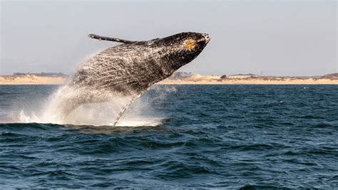 Monterey Whale Watching Season | + 7 Must-Know Tips