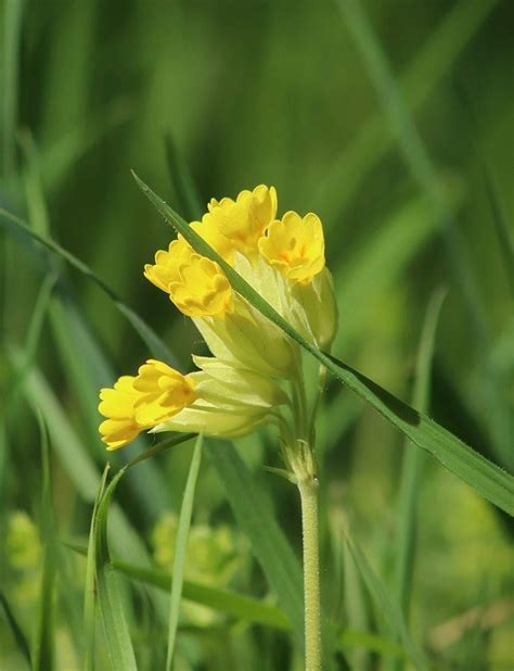 100 X Native Wildflower Plug Plant Mix For Woods And Hedgerows