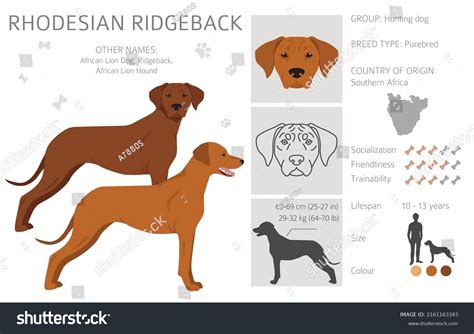 What Is Rhodesian Ridgeback Used For