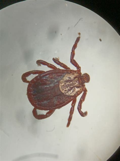 Ornate Cow Tick From R Serve Ornithologique De La Grande No On January