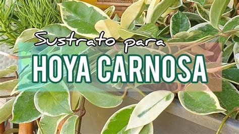 Sustrato Para Hacer Florecer La Hoya Carnosa O Flor De Cera Jard N