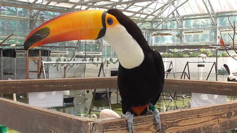 Toco Toucan Kakegawa Garden Youtube