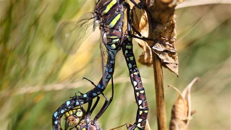 Til That Female Dragonflies Fake Their Death To Avoid Male Advances R Todayilearned