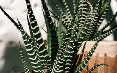 Comment arroser les succulentes de zèbre Habitats Durables