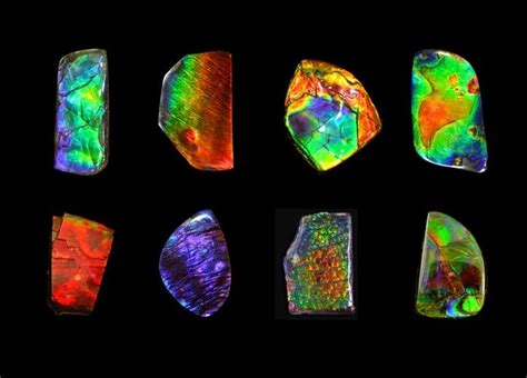 Discover the Brilliance of Ammolite: Unleashing its Meaning, Uses, and ...