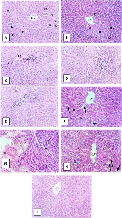 A Group I Control Showing Normal Histological Structure Of Rat Download Scientific Diagram