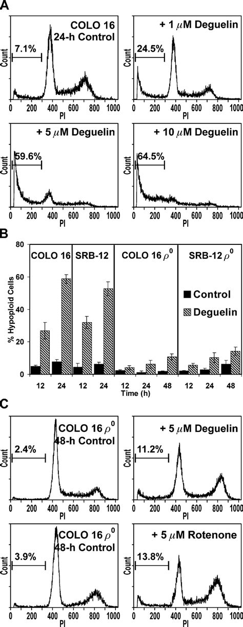 Evaluation Of Deguelin Induced Apoptosis In Parental Scc Cells And