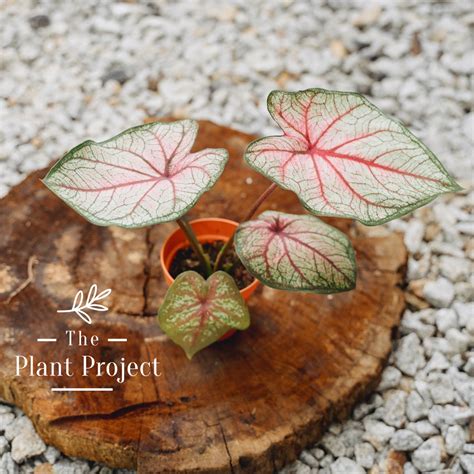 Caladium Empress New Hybrid Keladi Viral Ready Stock The Plant