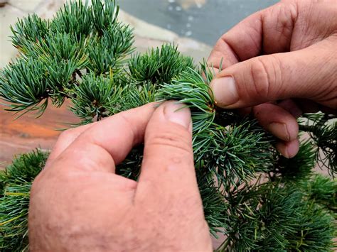 White Pine Bonsai Needle Plucking Workshop — Kifu Bonsai