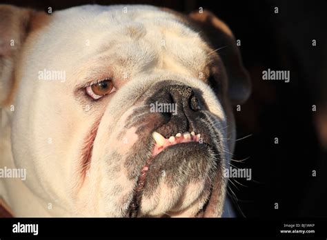 English Bulldog Hi Res Stock Photography And Images Alamy